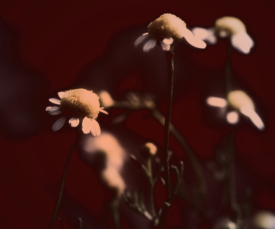 Стремный лепестун обои