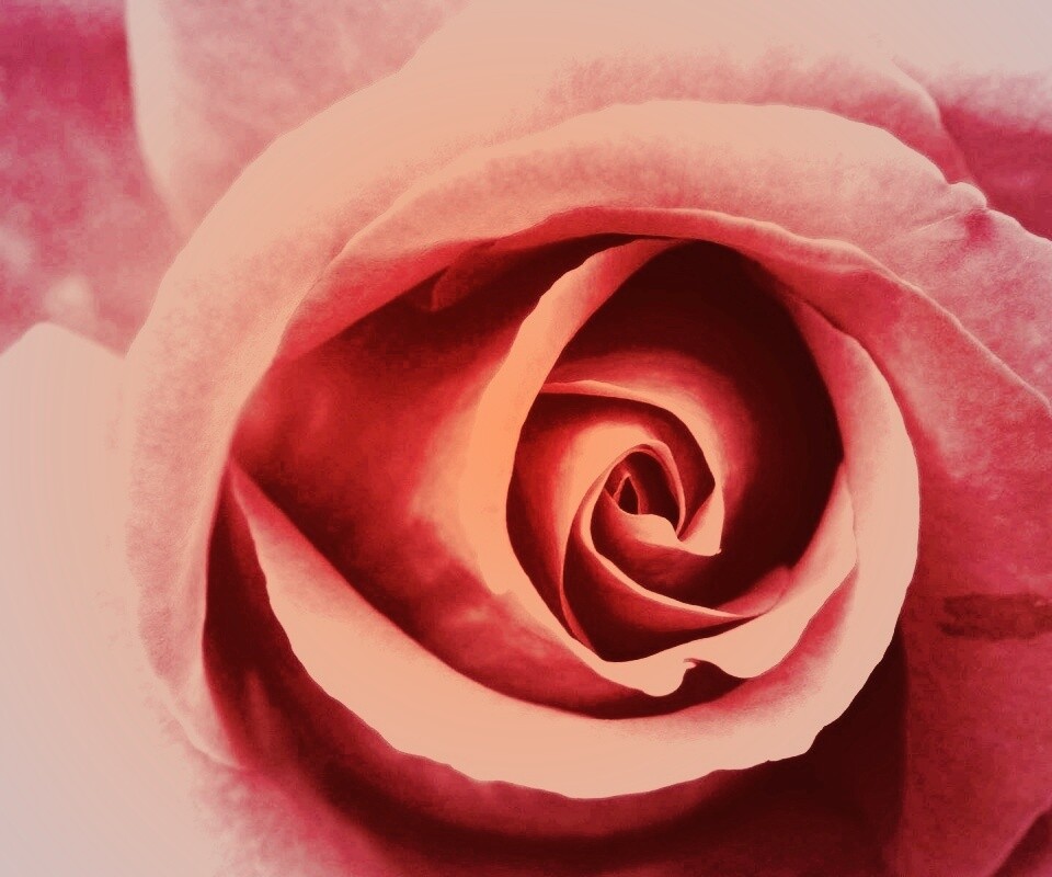 Красивая розовая роза обои