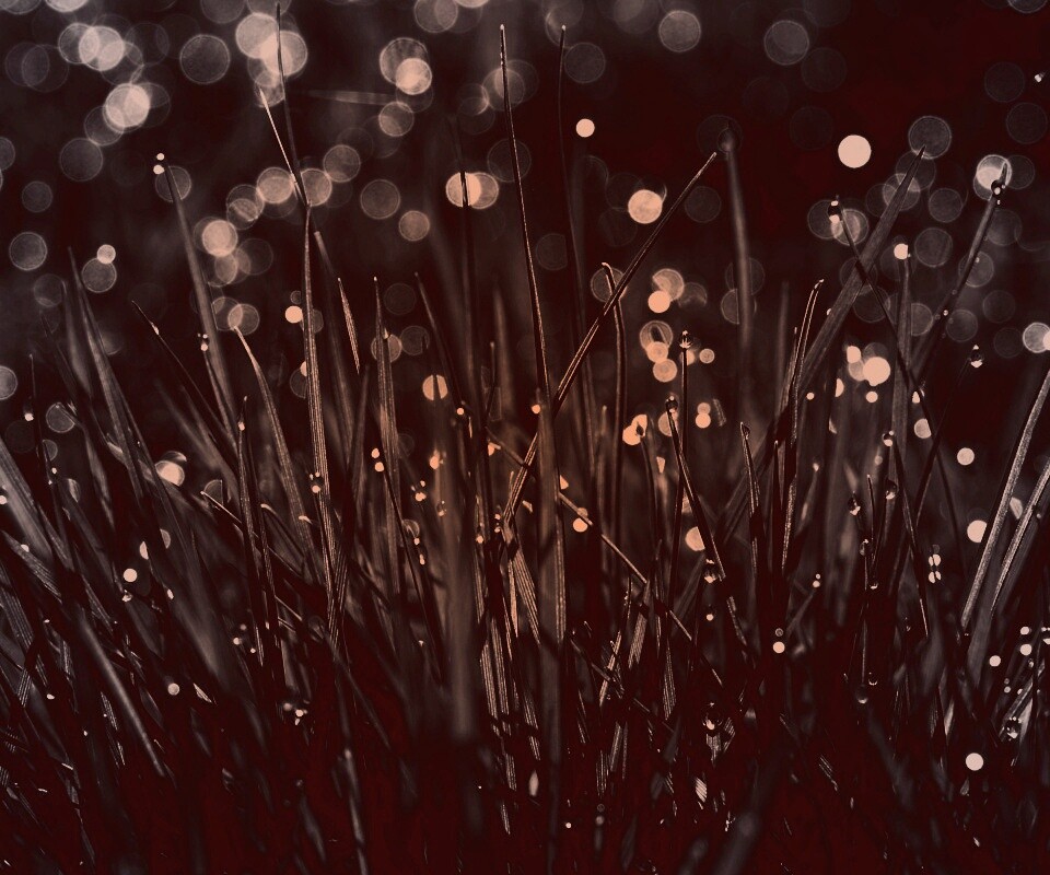 Трава ночью обои