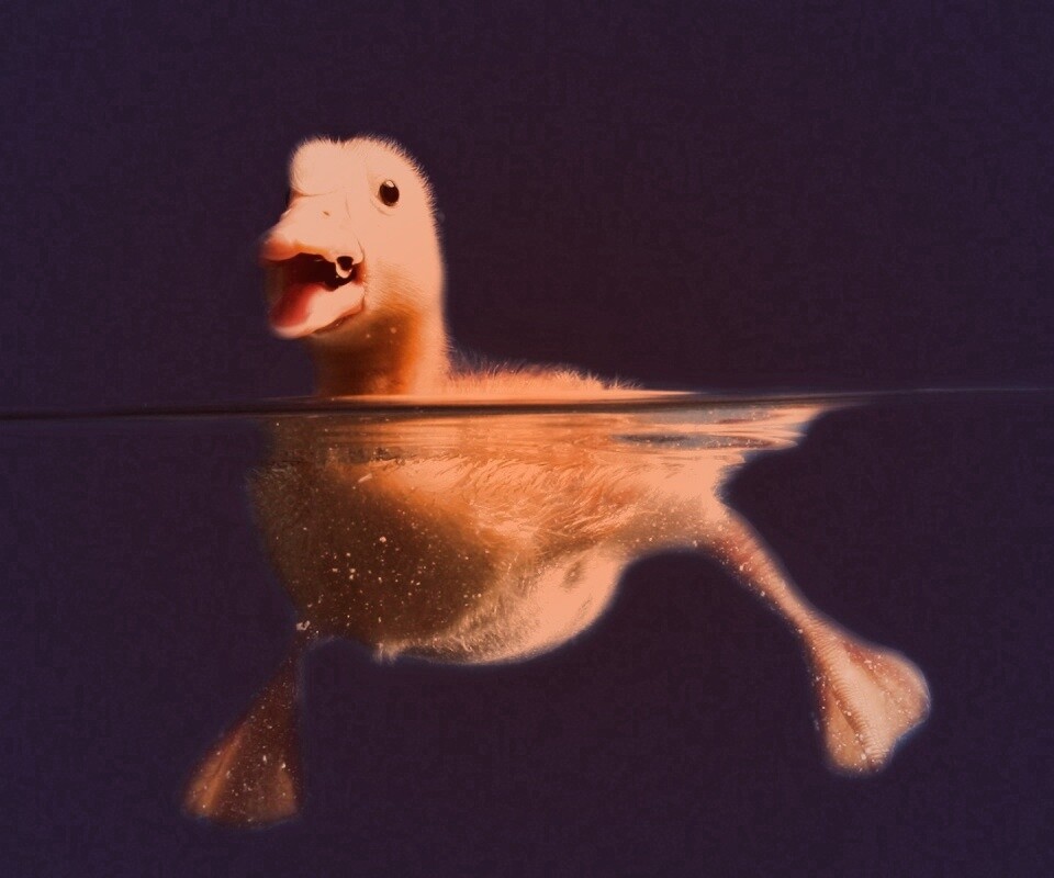 Утёнок в воде обои