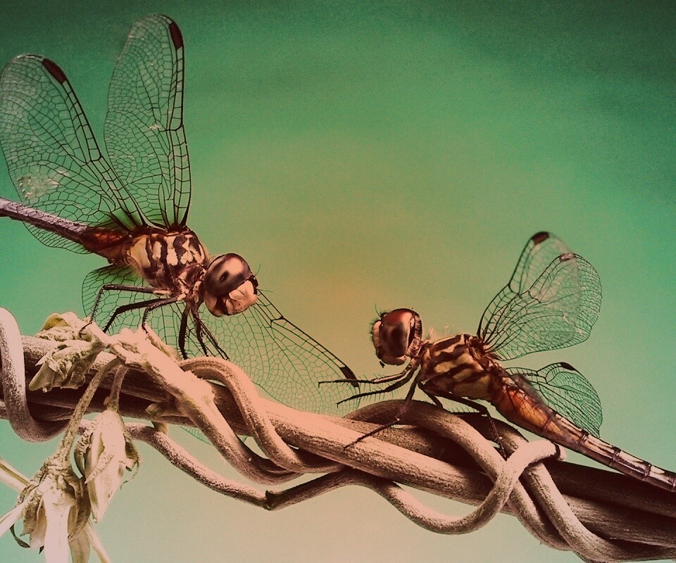 Две стрекозы обои