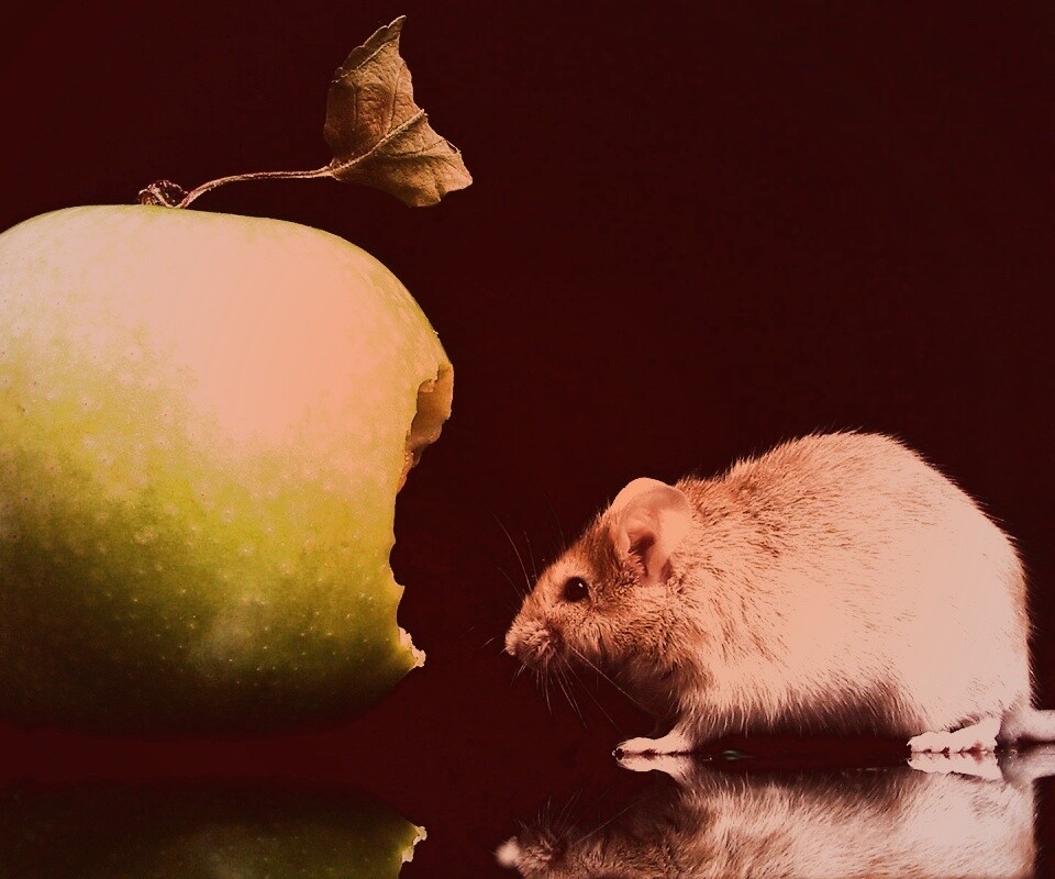 Мышь надкусила яблоко обои
