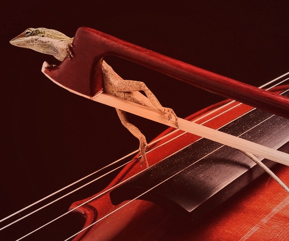 Ящерка на виолончели обои