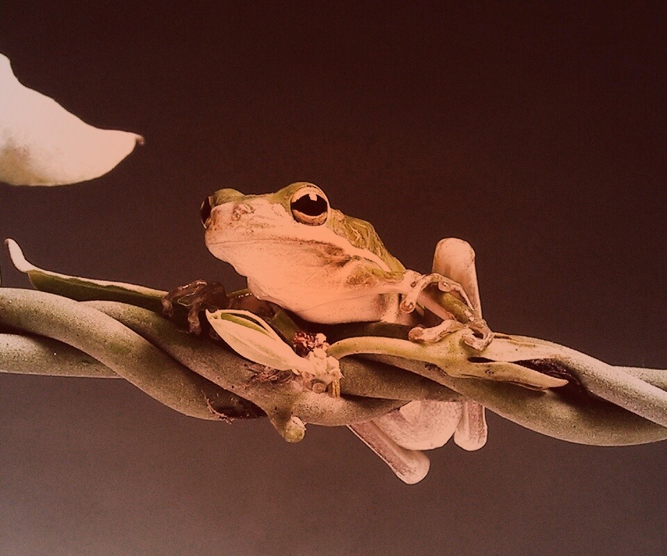 Лупоглазая лягушка на лиане обои