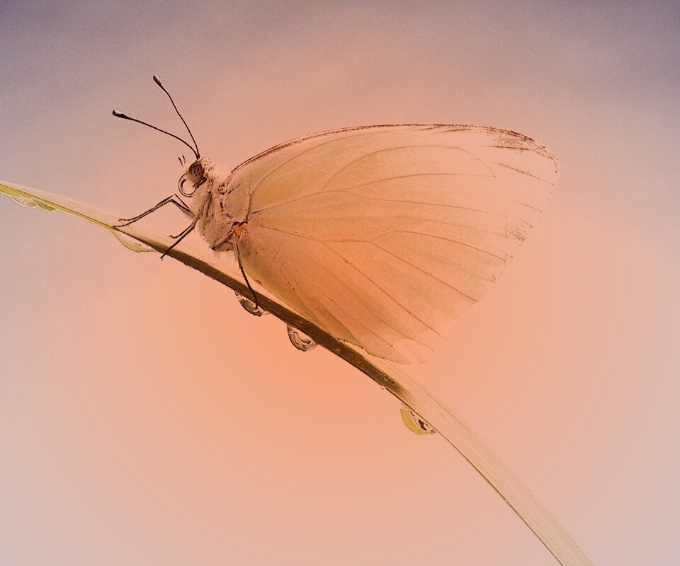 Жёлтая бабочка на стебельке обои