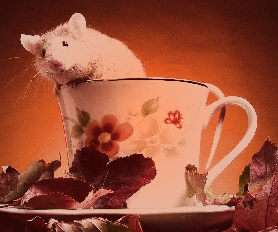Мышонок выбирается из чашки обои