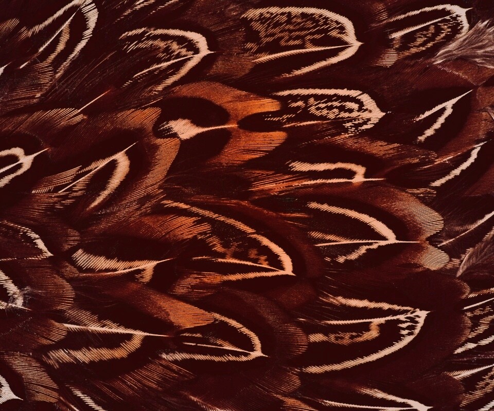 Красивые перья обои