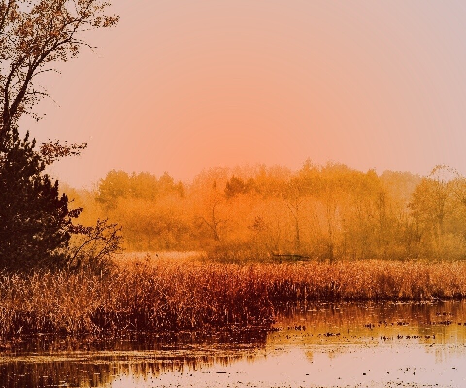 Живописные болота обои