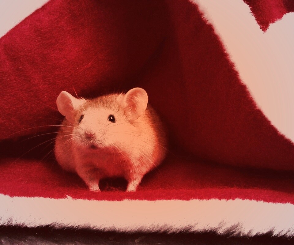 Толстый новогодний мышонок обои