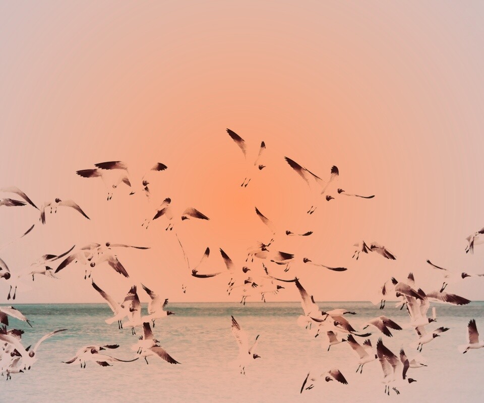 Стая взлетающих чаек обои