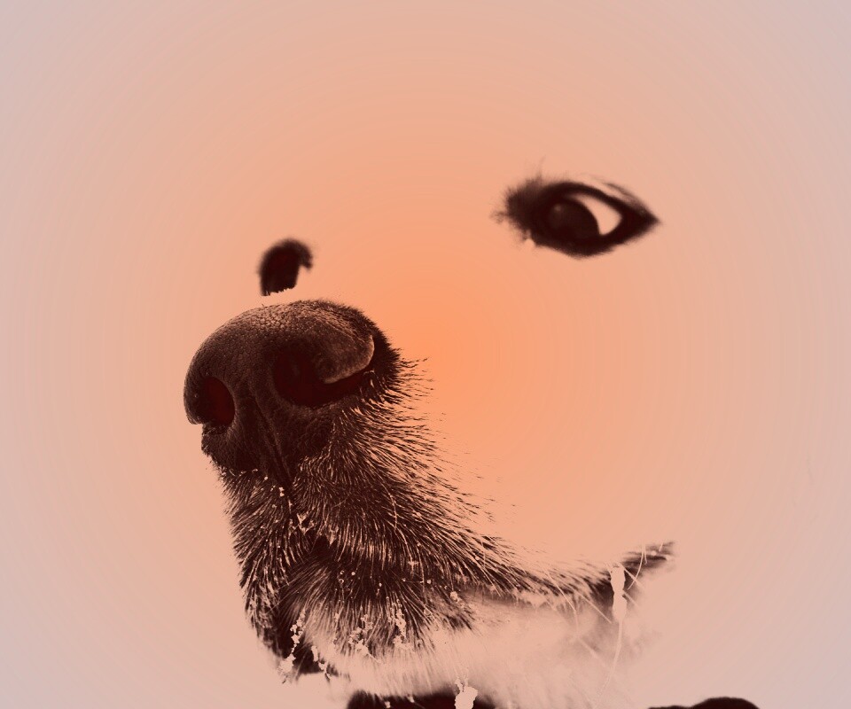 Белый пёсик обои