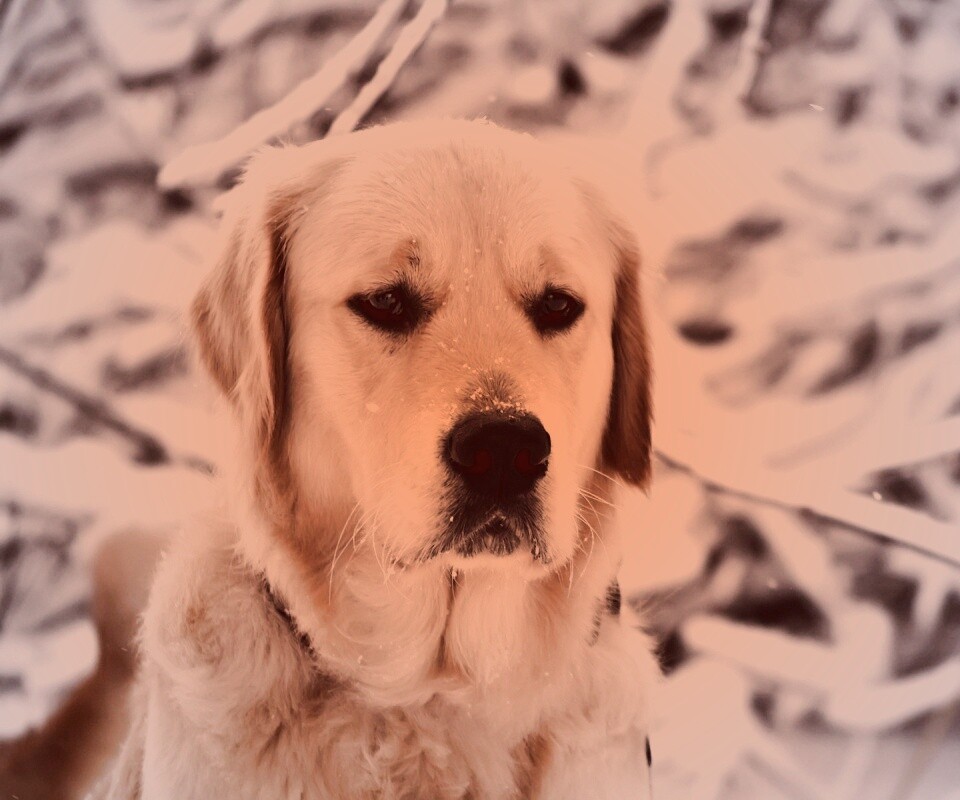 Собака зимой обои