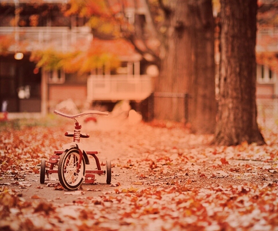 Трёхколёсный друг на осенней дорожке обои