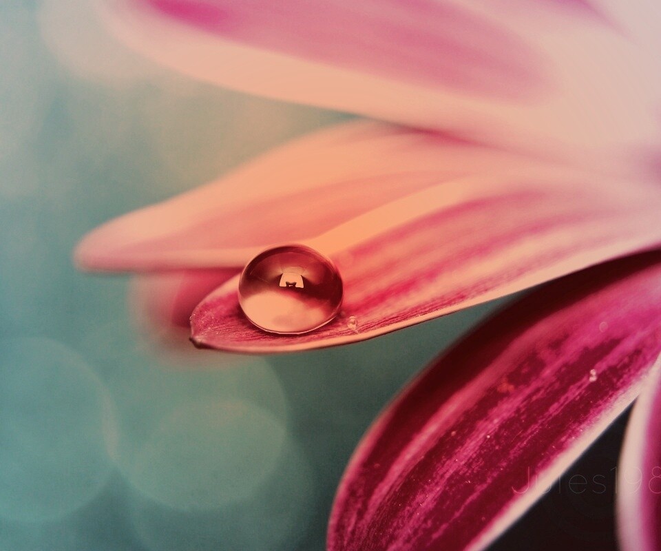 Капля на лепестке обои