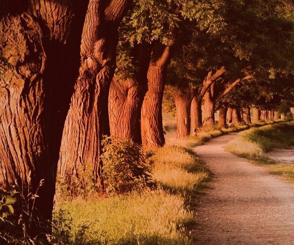 Аллея старых раскидистых деревьев обои