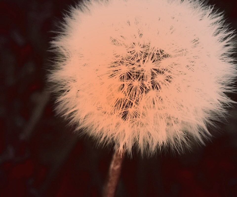 Одуванчик обои