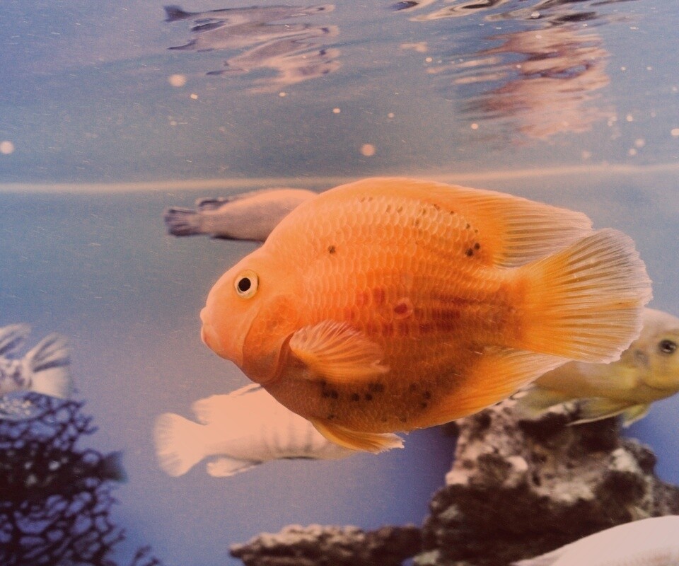 Жёлтая рыбка обои