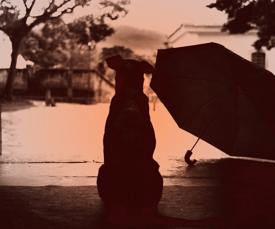 Собака и зонтик обои