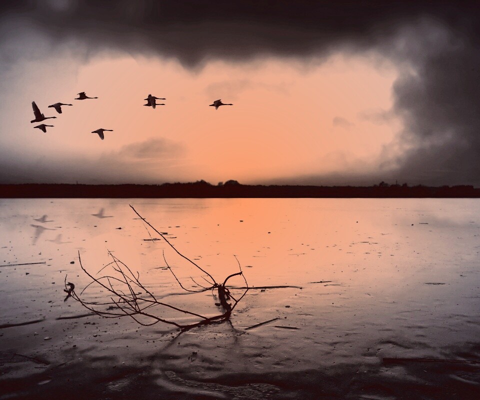 Полет птиц над озером обои