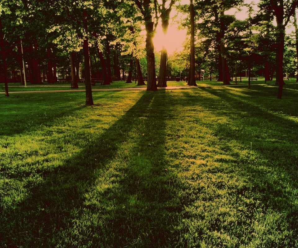 Лучи солнца сквозь листву деревьев обои