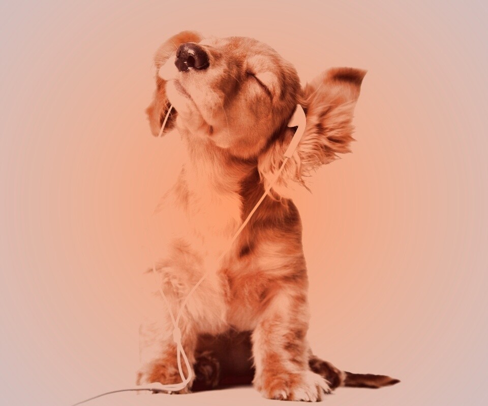 Щенок в наушниках обои