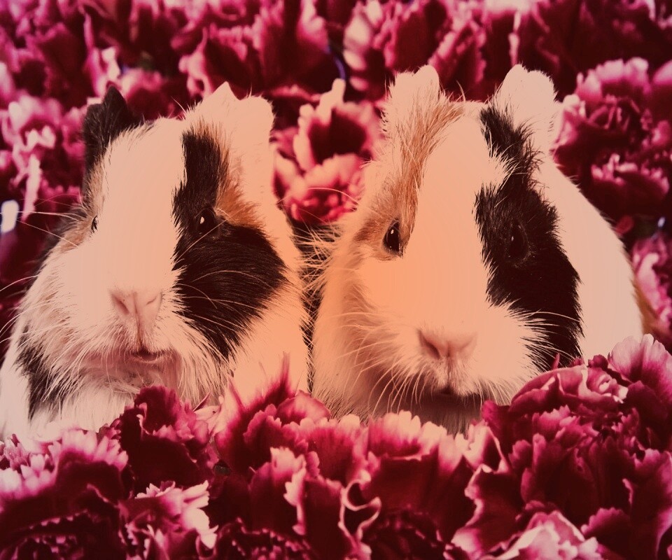 Морские свинки в гвоздиках обои