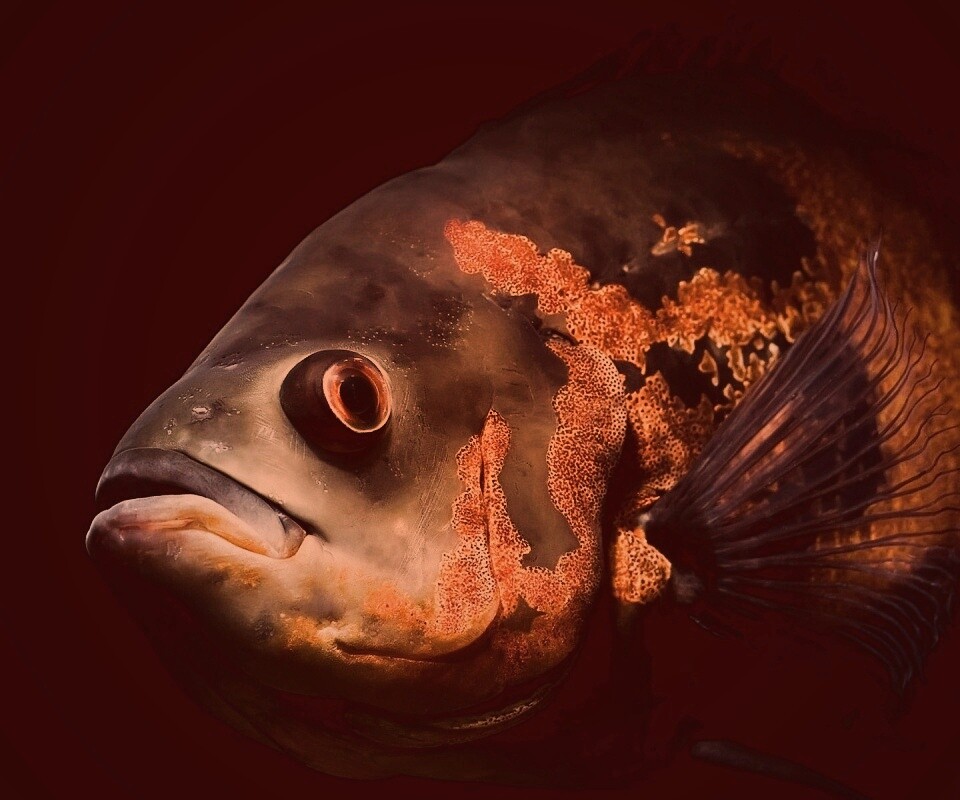 Глубоководный окунь обои