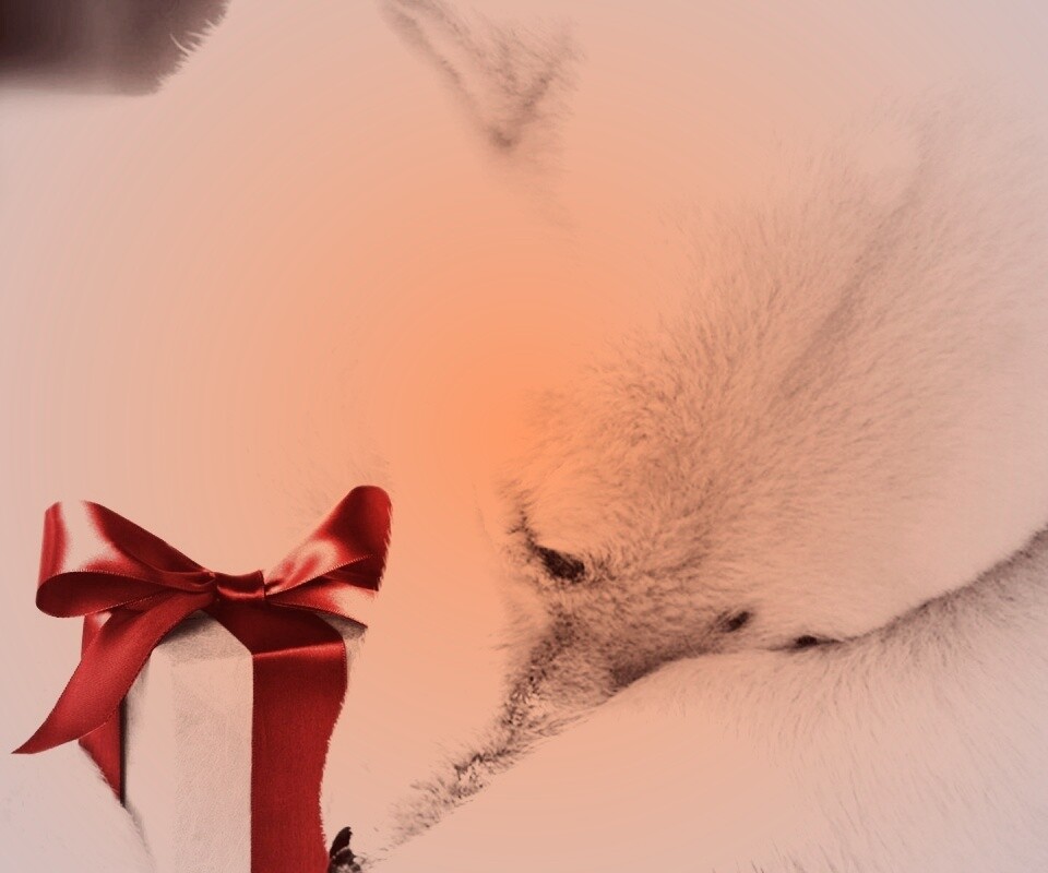 Белый мишка с подарком обои