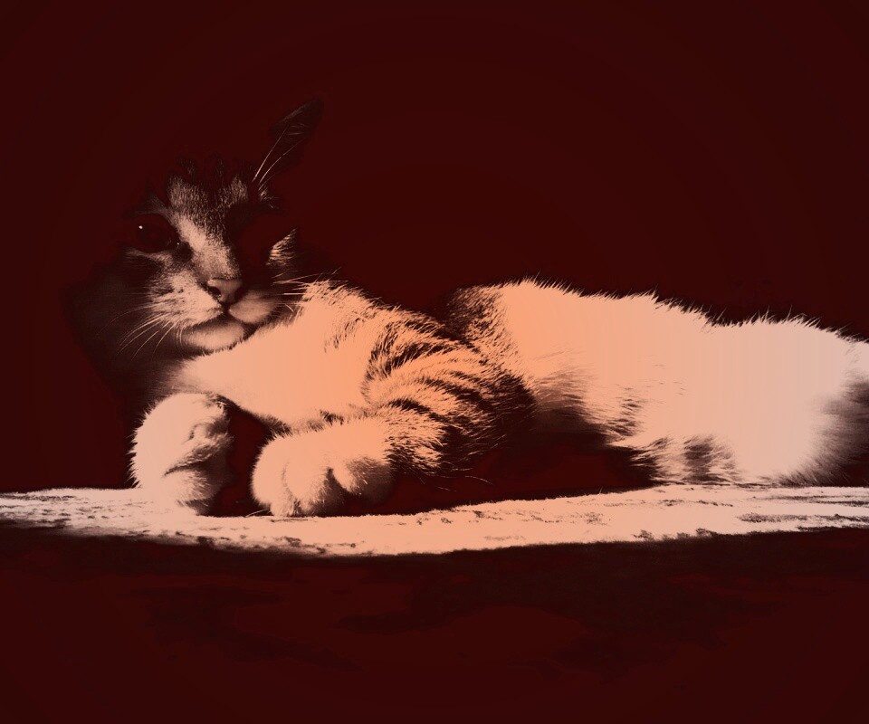 Котик в тени обои