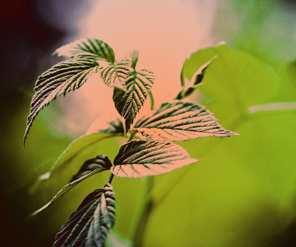 Листья малины обои