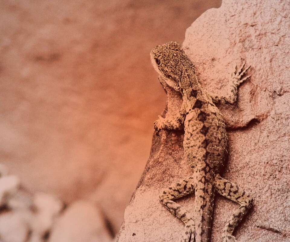 Ящерица на камне обои