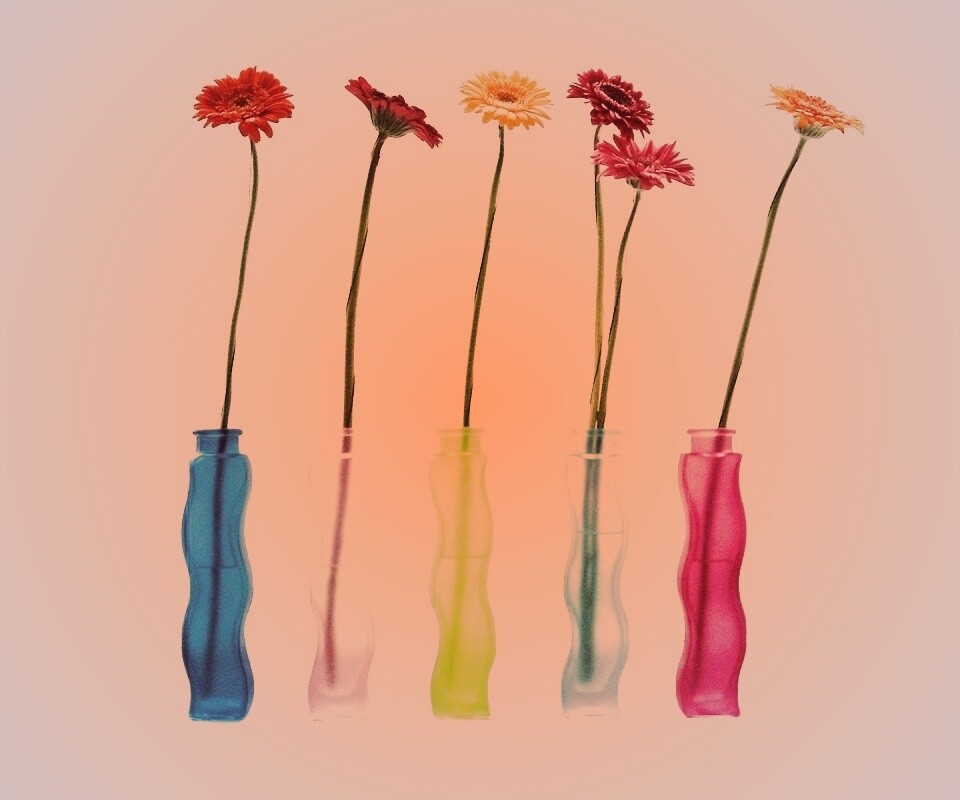 Герберы в изогнутых вазах обои