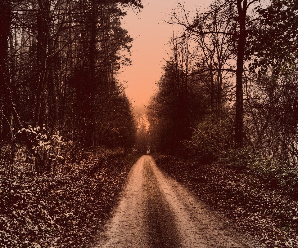 Дорога через лес обои