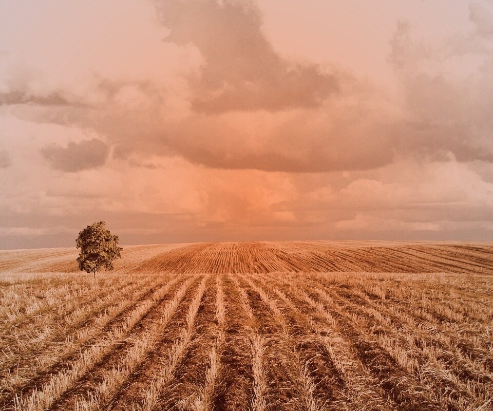 Дерево в поле обои