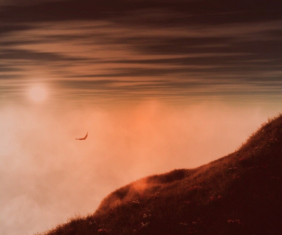 Птица парит над туманом обои