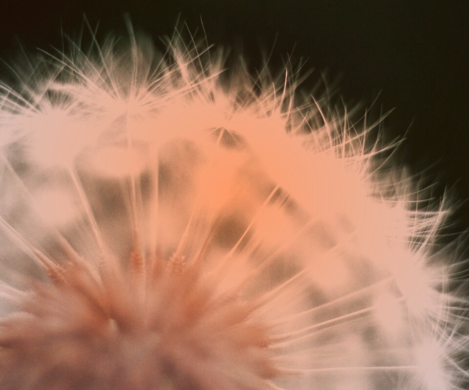 Макро фото одуванчика обои