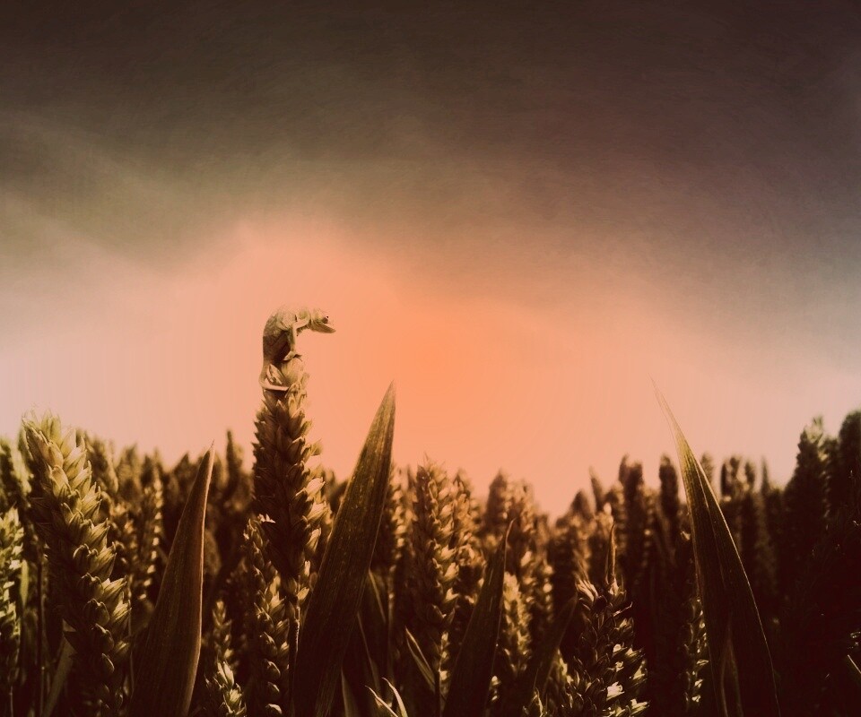 Маленький хамелеон на травинке обои