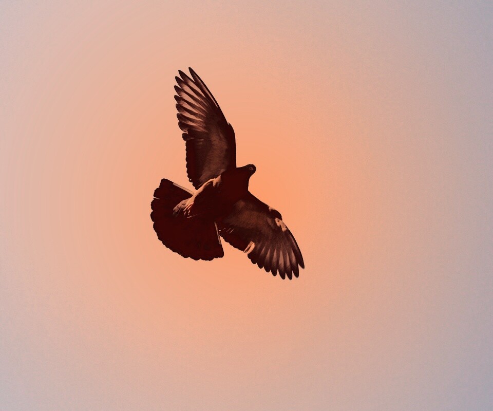 Голубь в полёте обои