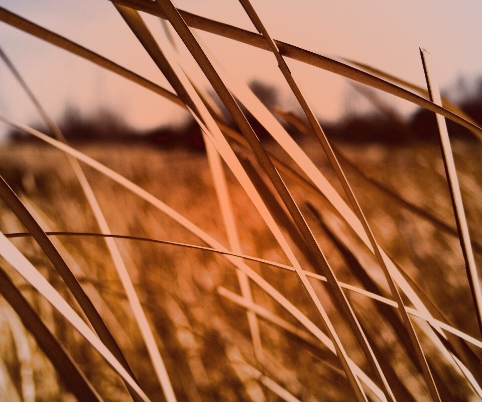 Желтая трава обои