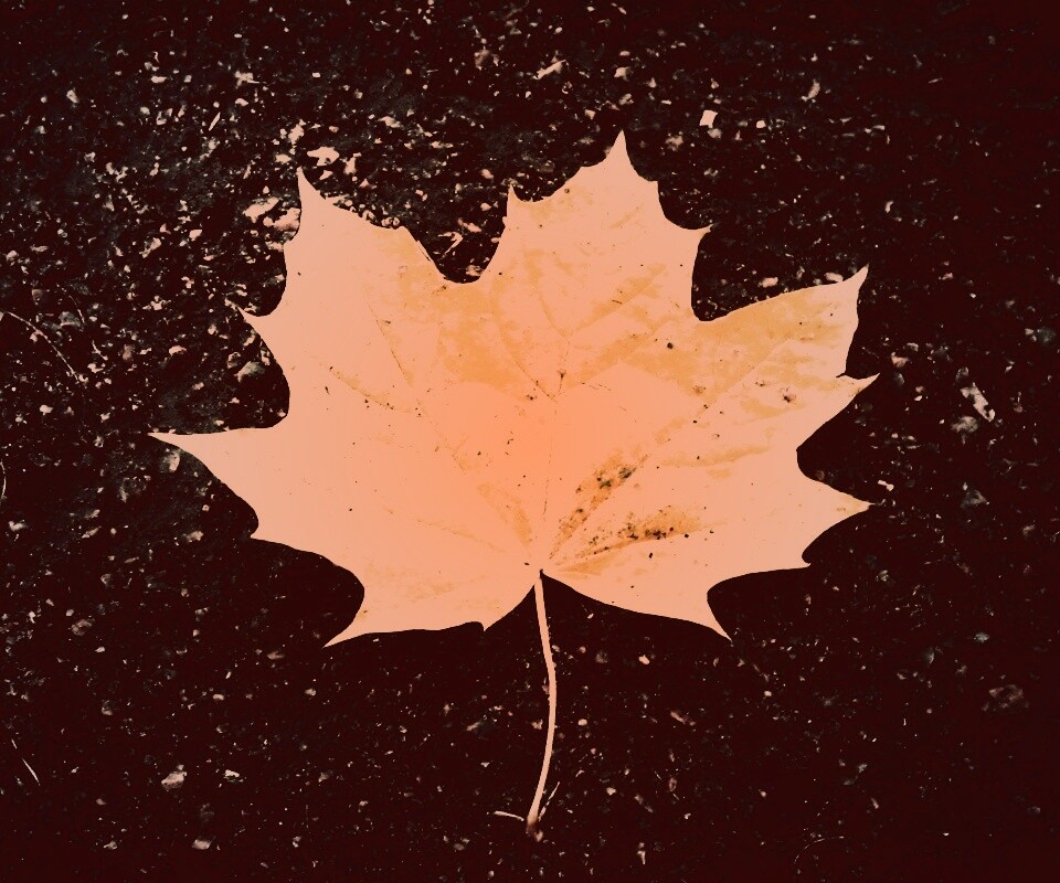 Желтый лист обои