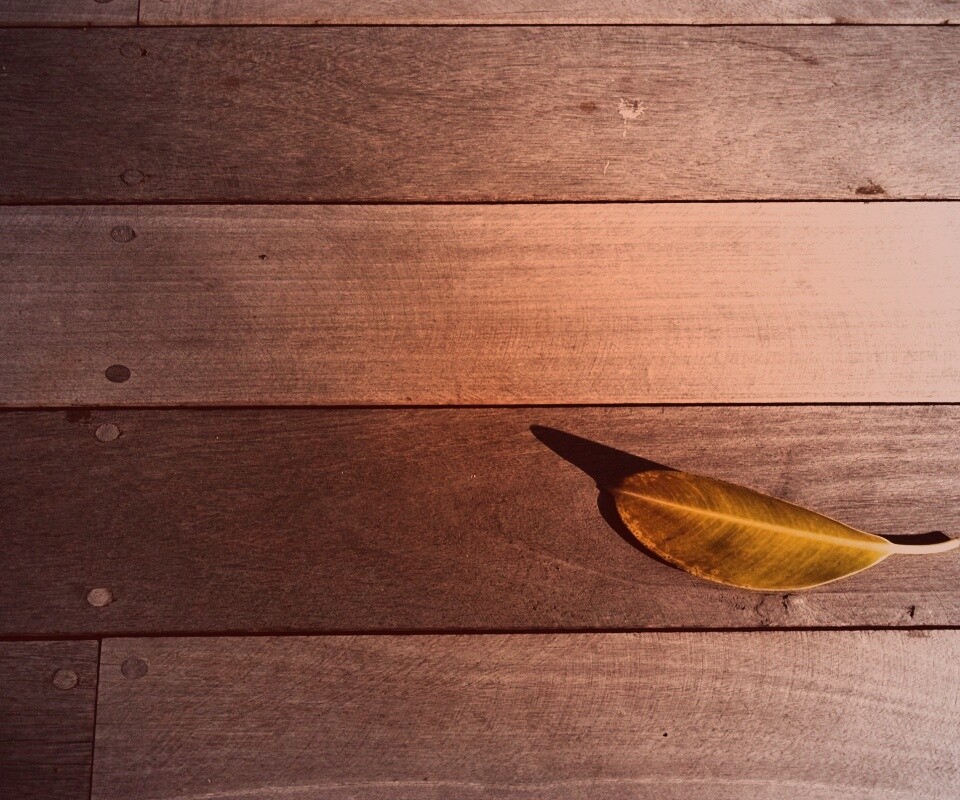 Лист на деревянном полу обои