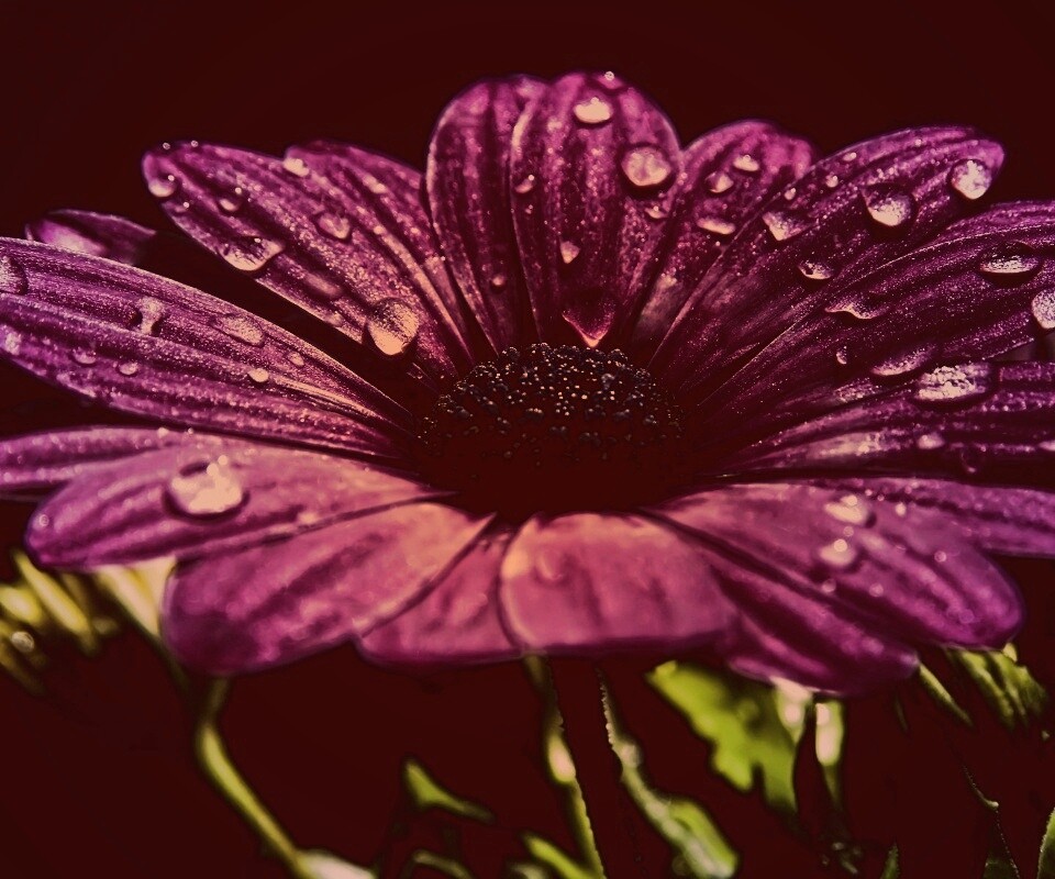 Мокрый от росы фиолетовый цветок обои
