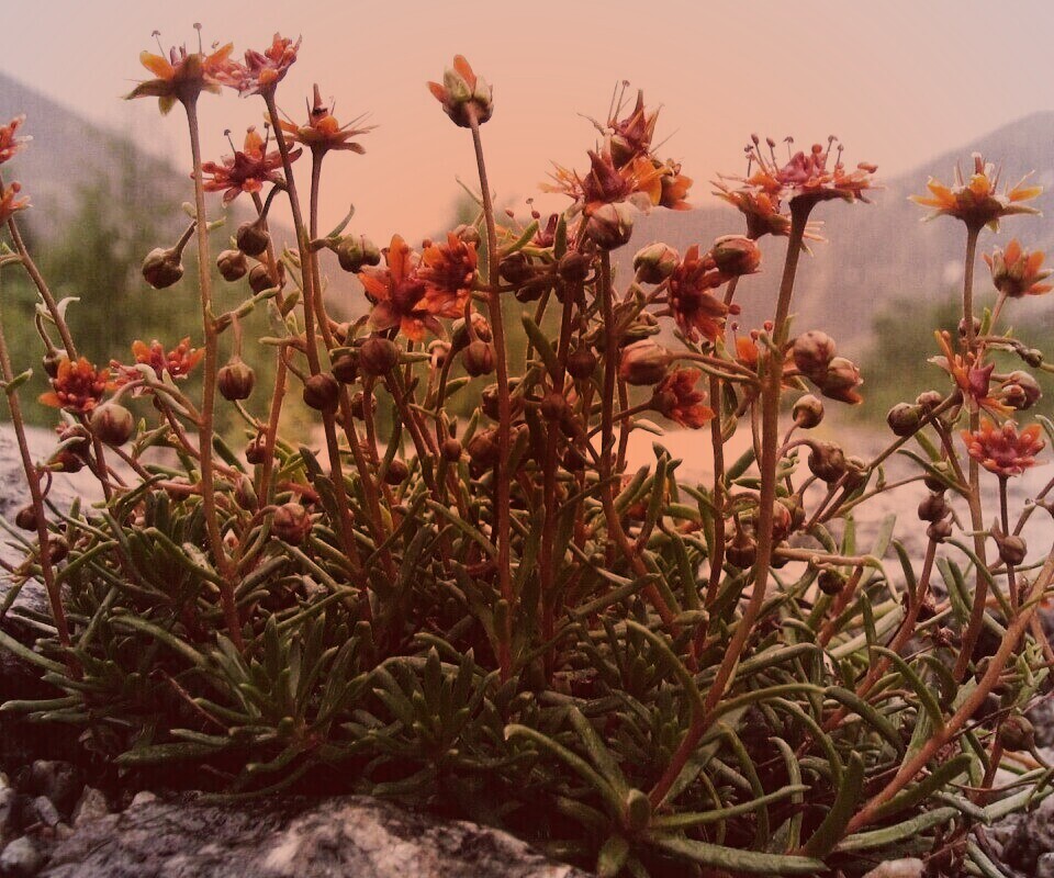 Горные цветы обои