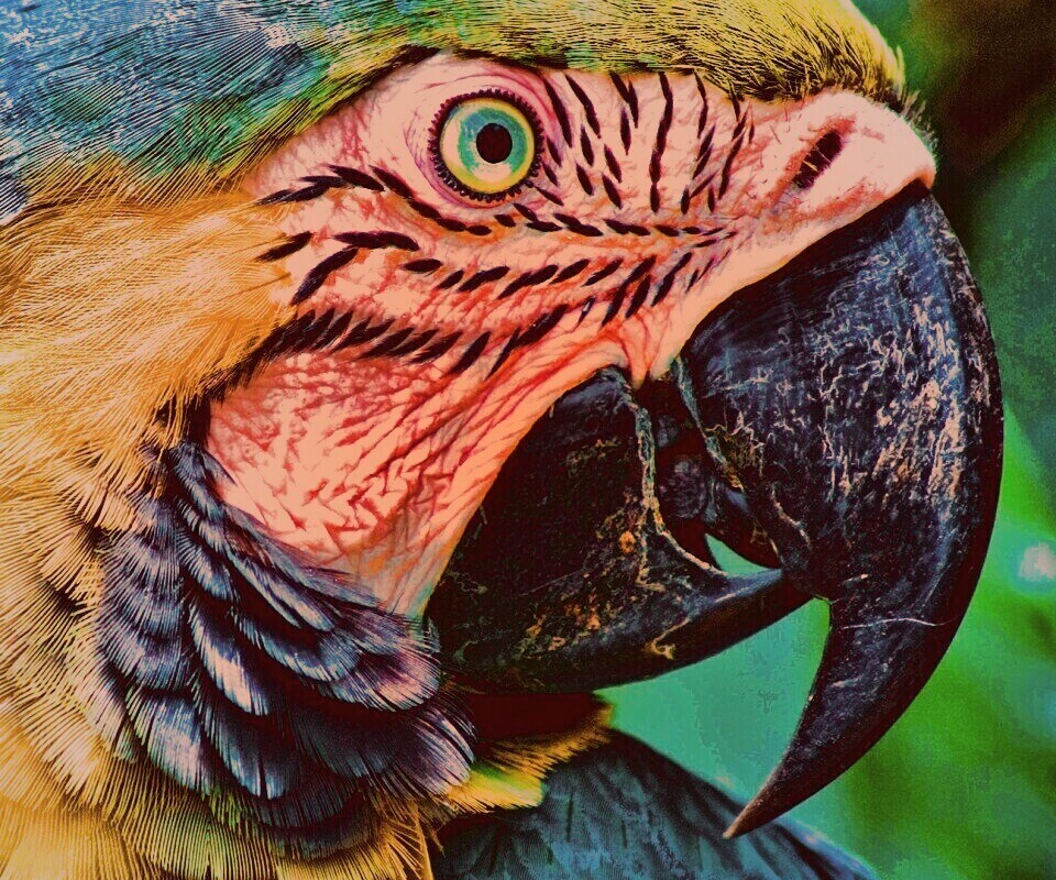 Попугай обои