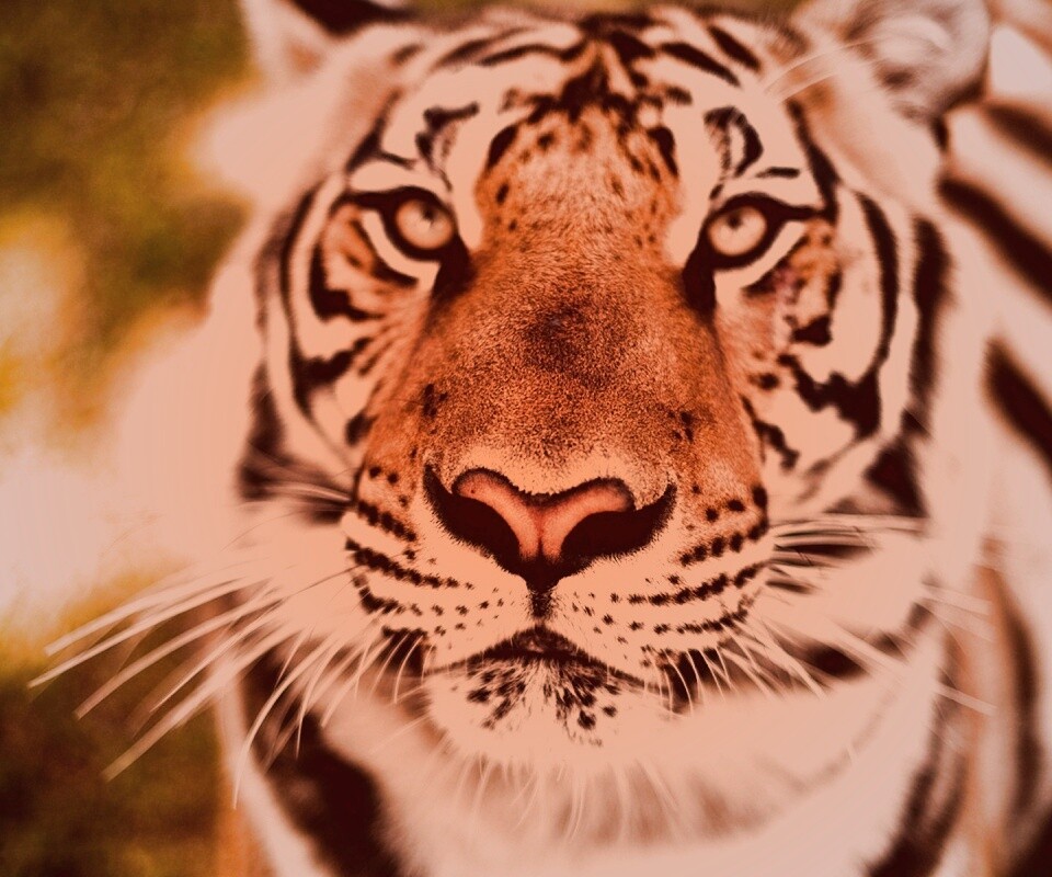 Красавец тигр обои