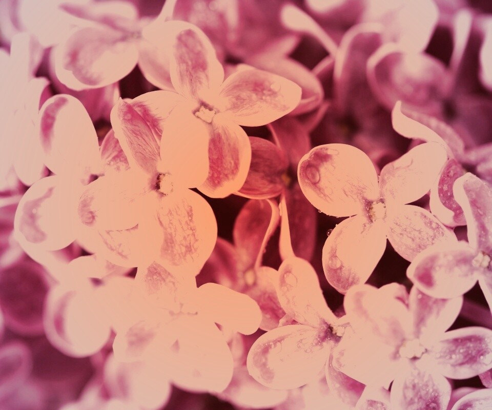 Цветы сирени обои