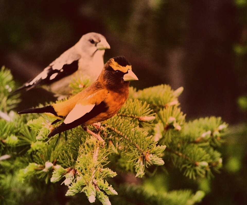 Птички с зелёными клювами обои