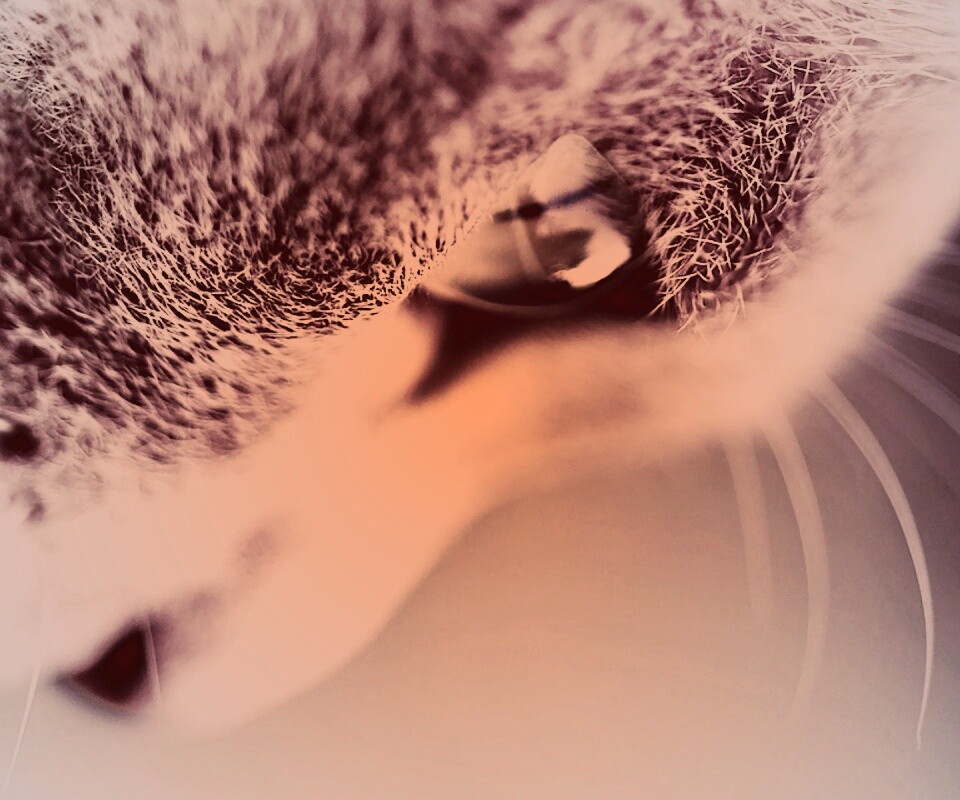 Макро фото мордашки кота обои