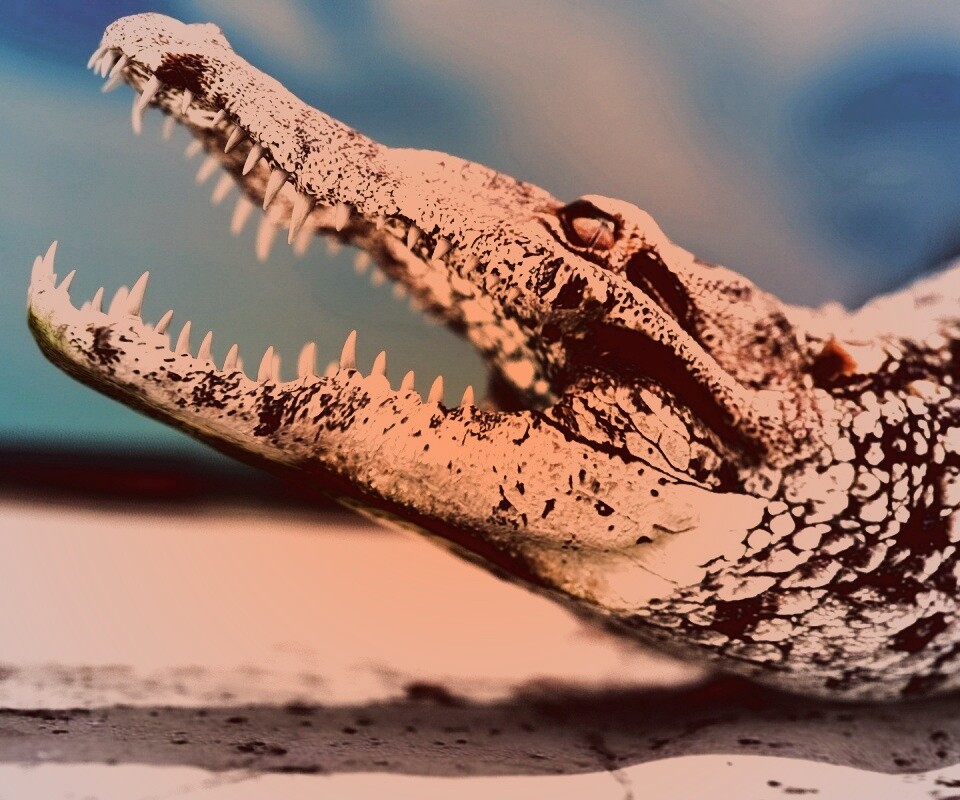 Крокодил разинул пасть обои