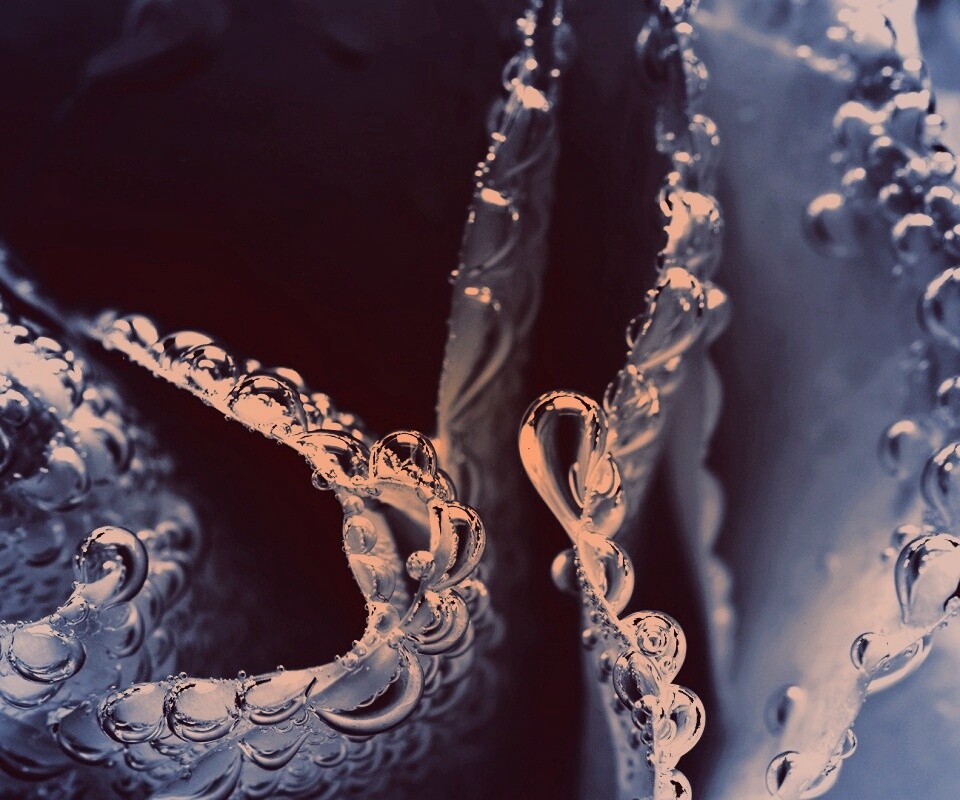 Капельки росы на синих лепестках обои